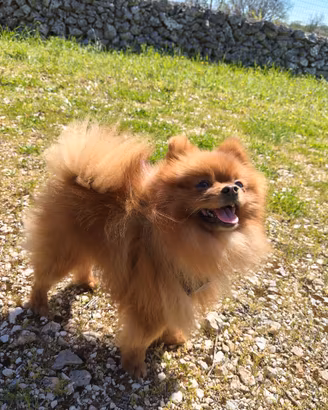 Spitz nano maschio accoppiamento 