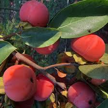 ALBERI DA FRUTTA