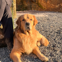 Cuccioli Golden Retriever Americano