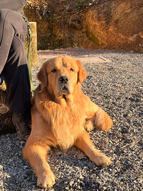 Cuccioli Golden Retriever Americano