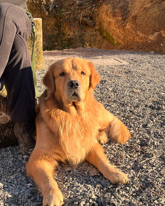 Cuccioli Golden Retriever Americano