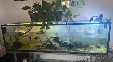 Acquario 180cm