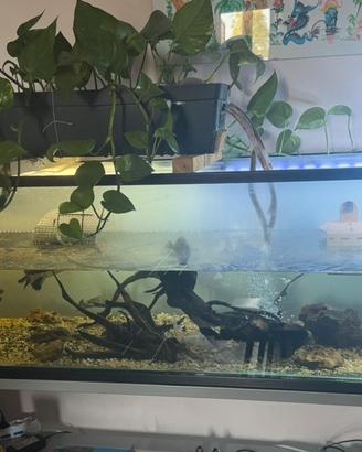 Acquario 180cm