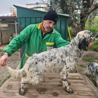 Cucciola di Setter Inglese