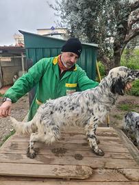 Cucciola di Setter Inglese