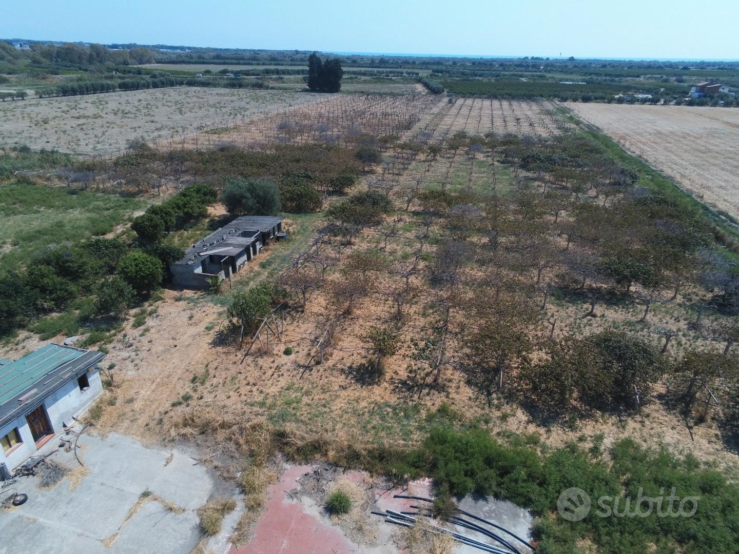 Terreno agricolo + fabbricati a Policoro - 3 ha - Vista 4