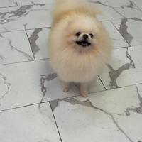 BATUFFOLO volpino Pomerania CUCCIOLO BIANCO