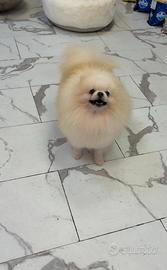BATUFFOLO volpino Pomerania CUCCIOLO BIANCO