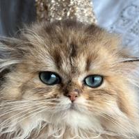 Gatto Britsh Long Heir Cuccioli Golden