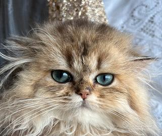 Gatto Britsh Long Heir Cuccioli Golden