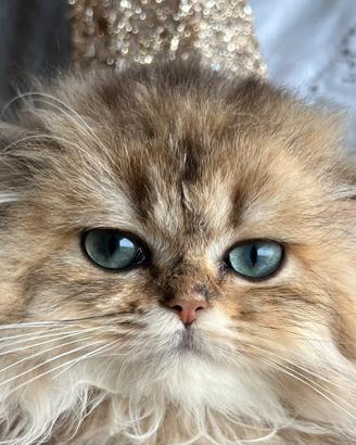 Gatto Britsh Long Heir Cuccioli Golden
