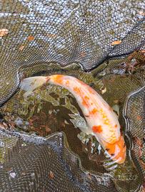 Carpe koi