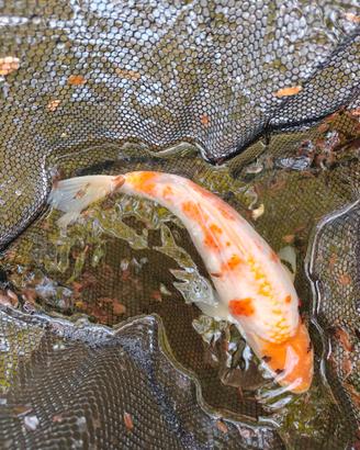 Carpe koi