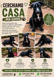 Cagnoline cerano casa ????