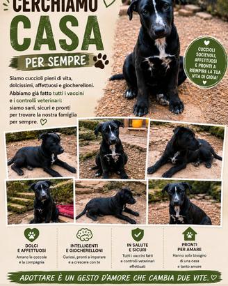 Cagnoline cerano casa ????