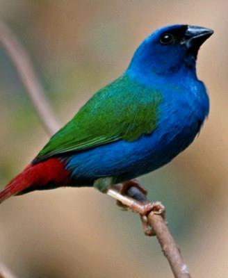 Coppie uccelli esotici africani