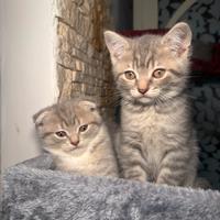 Gattini Scottish Fold & Straight