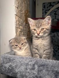 Gattini Scottish Fold & Straight