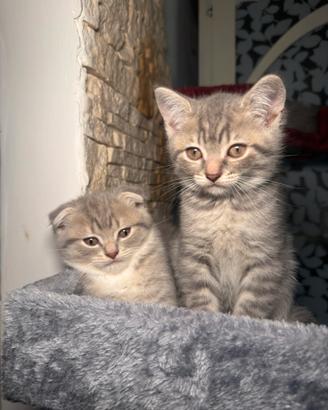 Gattini Scottish Fold & Straight
