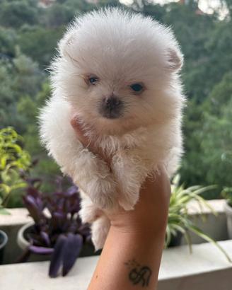 Spitz nano di Pomerania
