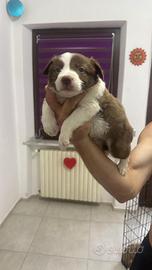 Cuccioli di Border collie