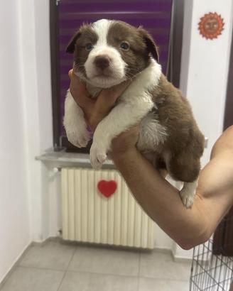 Cuccioli di Border collie