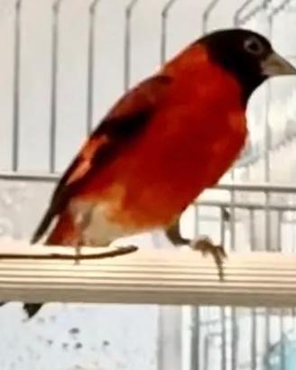 Cardinalino del Venezuela maschio
