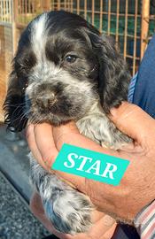 Cocker Spaniel Inglesi con Pedigree