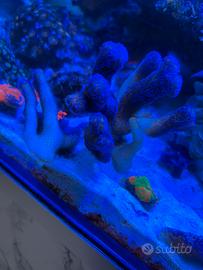 Coralli sps lps molli