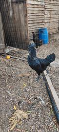 ayam cemani 