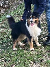 Pastore australiano Australian shepherd