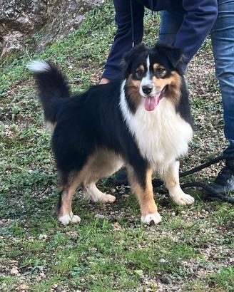 Pastore australiano Australian shepherd