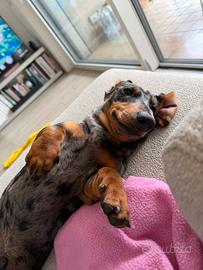 Bassotto Arlecchino da monta con pedegree