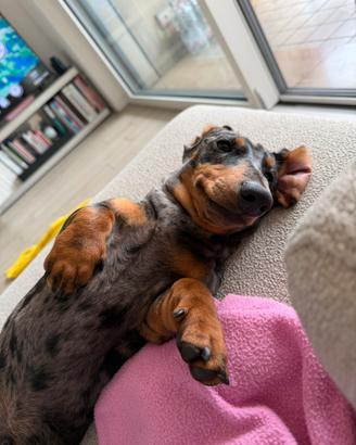 Bassotto Arlecchino da monta con pedegree