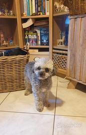 Barboncino nana femmina argento grigia