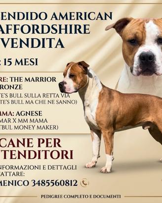 American Staffordshire terrier