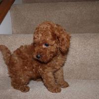 Cuccioli barboncini mini toy maschi femmine