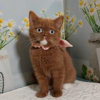 British Shorthair femmina