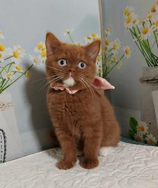 British Shorthair femmina