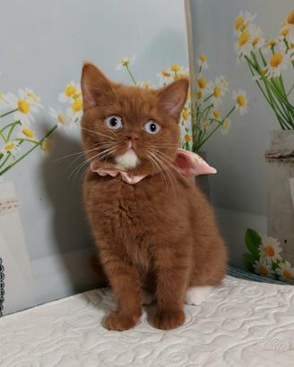 British Shorthair femmina