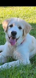 Cucciolo Maremmano