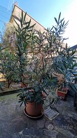 Pianta Oleandro- fiore rosa