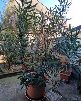 Pianta Oleandro- fiore rosa