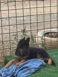 Cuccioli Pastore Tedesco