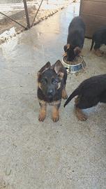Cuccioli di Pastore Tedesco