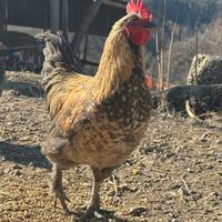 Gallo incrocio Brahma