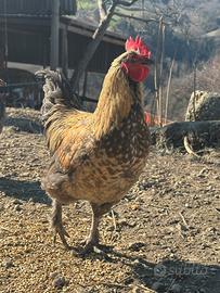 Gallo incrocio Brahma