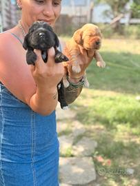 Cocker spaniel inglese
