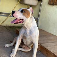 American staffordshire terrier adulto