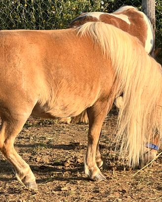 Mini Poni femmine adulte